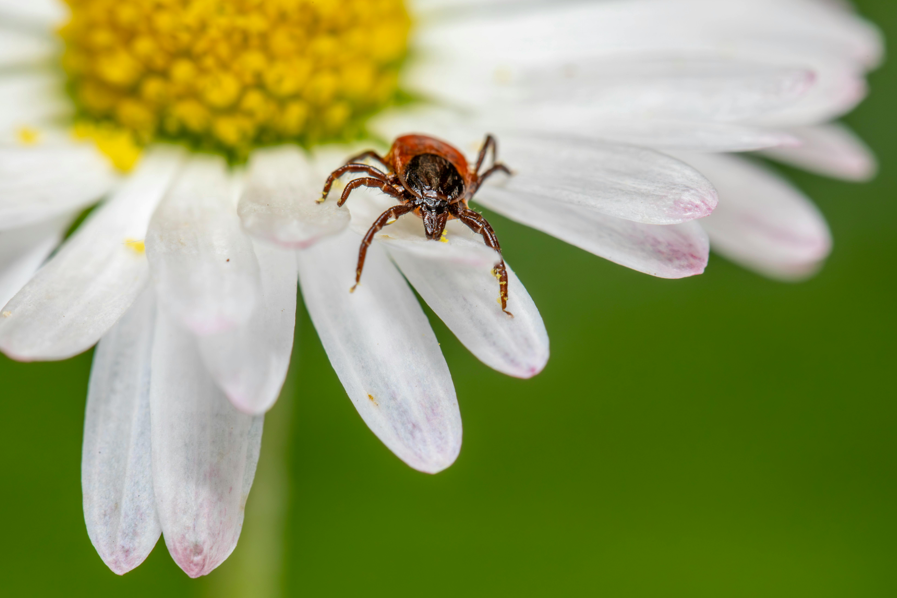 The Hidden Risk in Your Backyard: How to Stay Tick-Aware Year-Round