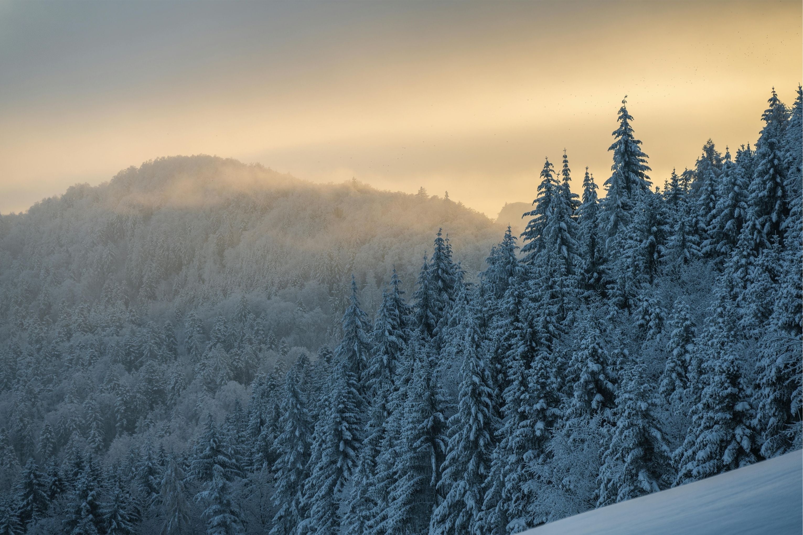 🌿 Winter Outdoor Protection: Why TickWise Belongs in Your Cold-Weather Routine