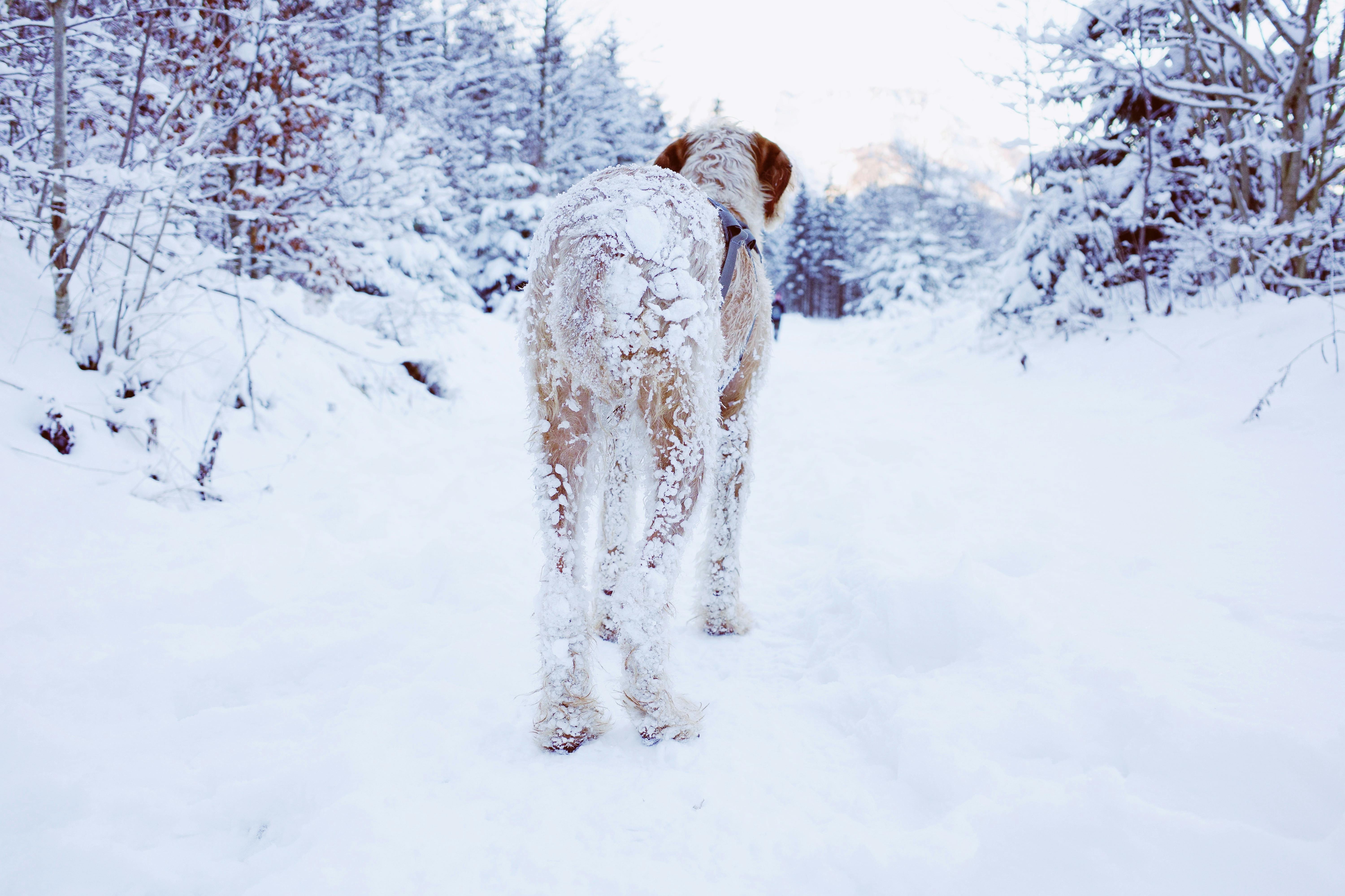 ❄️ Winter Walk Essentials: Why TickWise Still Belongs by the Door
