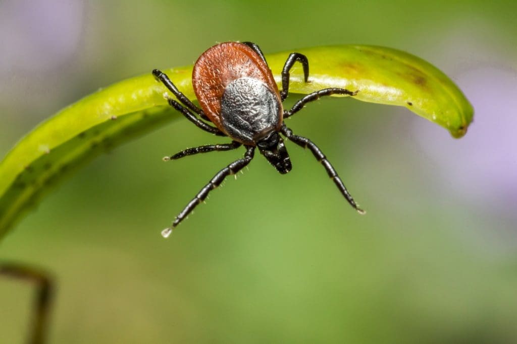 Why More Families Are Making Tick Protection Part of Their Outdoor Routine